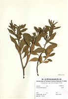 藏品(玉珊瑚)的圖片